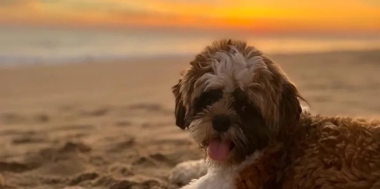 Mascota disfrutando de la playa en Acapulco
