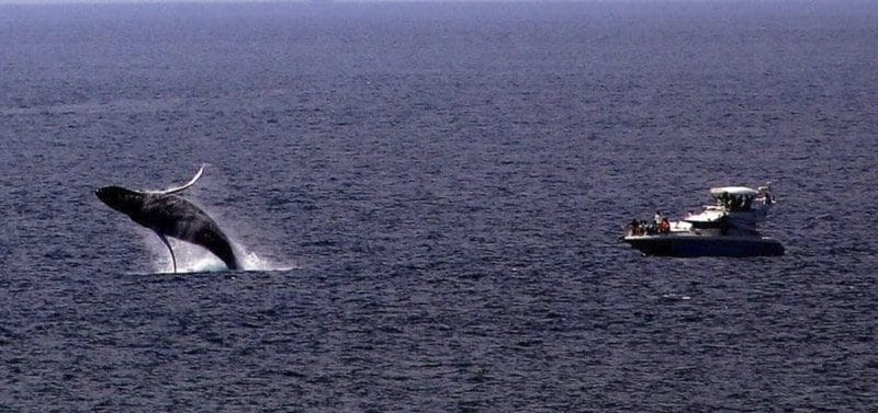 Avistamiento de ballenas en Acapulco Diamante