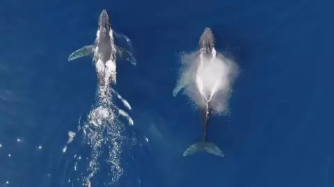 Multiples Ballenas en Acapulco