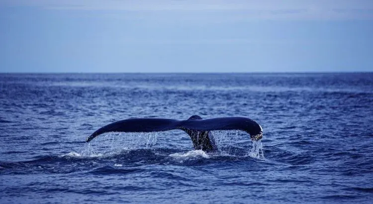 Temporada de Ballenas en Acapulco Diamante