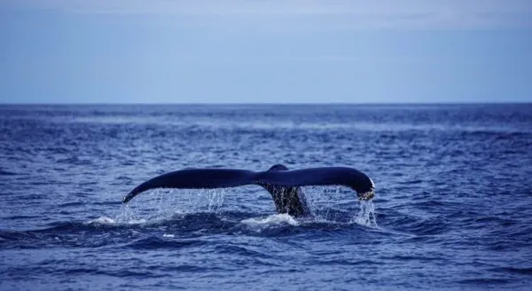 Temporada de Ballenas en Acapulco Diamante